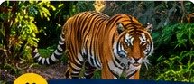 Jim Corbett Tour